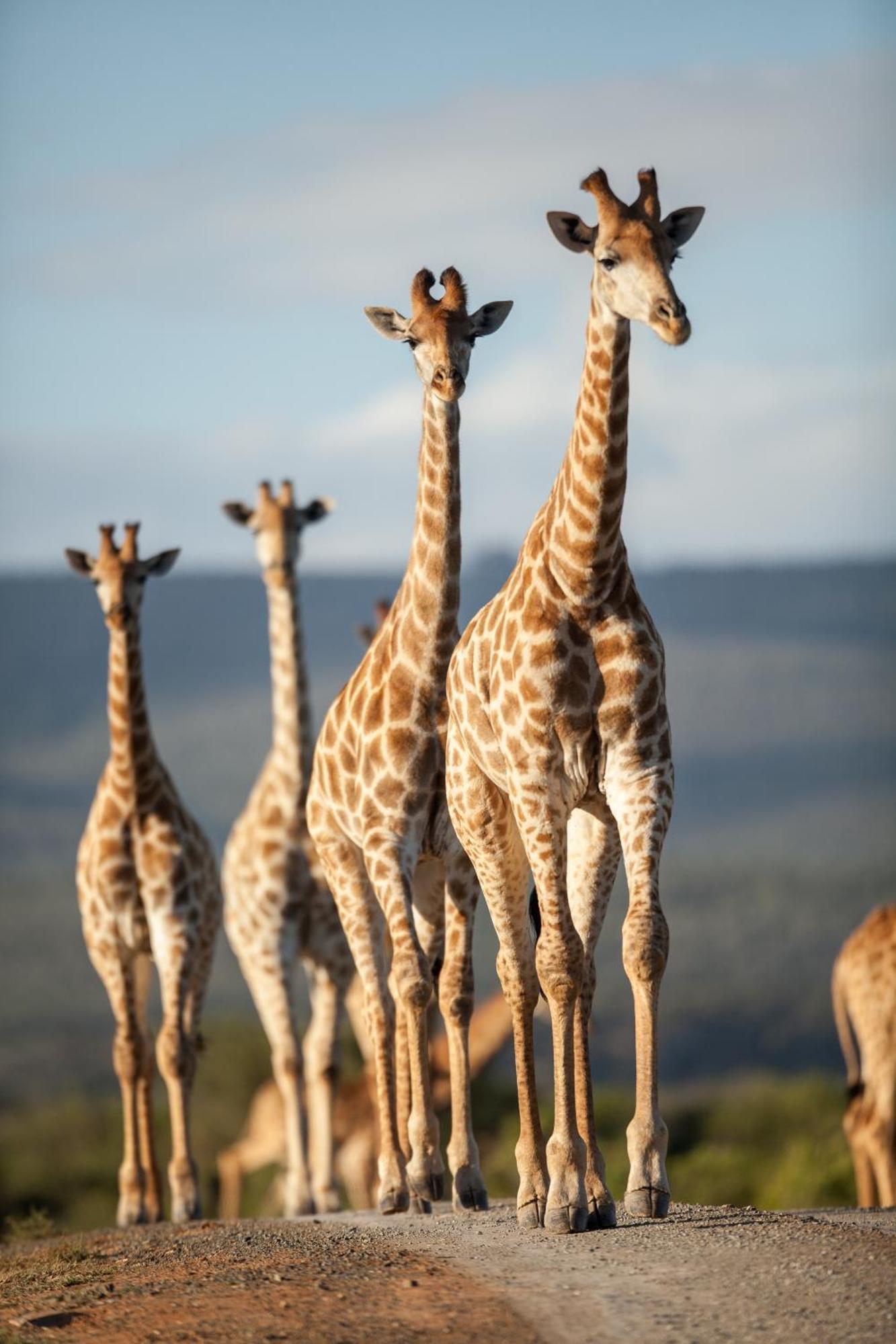 Kwandwe Private Game Reserve - Great Fish River Lodge Grahamstown Exterior photo
