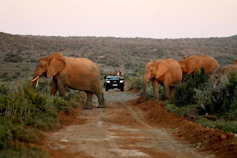 Kwandwe Private Game Reserve - Great Fish River Lodge Grahamstown Exterior photo