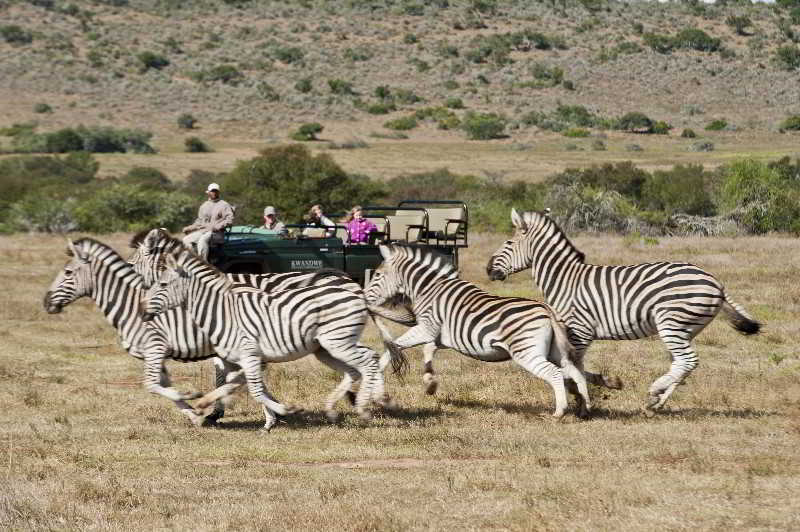 Kwandwe Private Game Reserve - Great Fish River Lodge Grahamstown Exterior photo